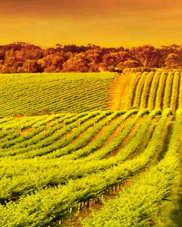 Book amazing things to do in Adelaide and Barossa Valley. Bookme offers the best deals and discounts on all top activities, attractions, tours and things to do in South Australia.