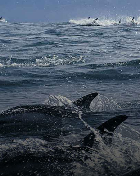 Experience Canterbury, Timaru and Hanmer Springs with Bookme New Zealand's innovative activity and attraction booking site.  Find activity deals and last minute discounts on Whale Watching, Dolphin Swimming, jet boating, Golf, horse trekking, scenic flights and more.